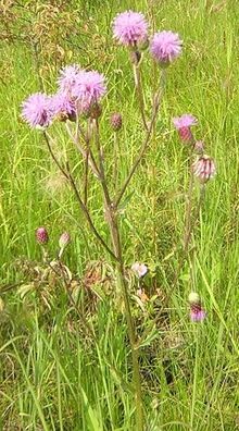 Spotted Knapweed plant